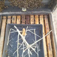 زنبور دورگه کارنیکا ۵۱۰۰۰۰۰تعداد ۲۰۰ کلونی