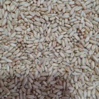 کندم آذر۲دیم