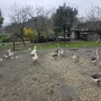 فروش قو غاز آفریقایی.اردک