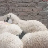 سلام ۷تا بره ۴تا نره ۳تا ماده چاق شیر پوره