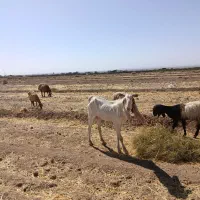 گلاب اصل بهترین نژاد سه قلوزا|حیوانات مزرعه|بردسکن, |دیوار