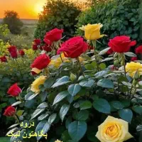 کارگر ساده جهت گلفروشی