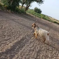 نربز