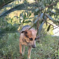 سرایدار و باغباغبان زوج|استخدام سرایداری و نظافت|مرزیکلا, |دیوار