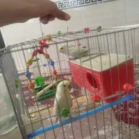 مرغ عشق رنگین کمانی|پرنده|چهارباغ, |دیوار