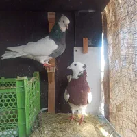 کفتر|پرنده|مشهد, حسابی جنوبی (شهرک غرب)|دیوار