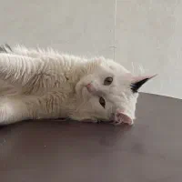 واگذاری گربه