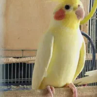 عروس هلندی گم شده