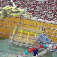 مرغ عشق|پرنده|اسدآباد, |دیوار