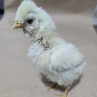 جوجه سلطان و لهستانی و برهما|حیوانات مزرعه|پیشوا, |دیوار