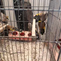 سهره  نر|پرنده|محمدیه-قزوین, |دیوار