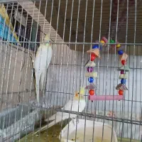 طوطی شهرک طالقانی