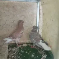 کفتر هفترنگ دم سفید پشت بال