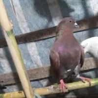 کبوتر|پرنده|شفت, |دیوار