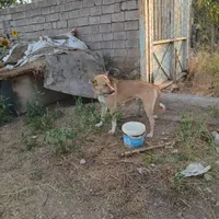 سگ نگهبانی