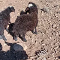 بره نر افشار ی