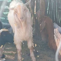 فروش بزغاله نر|حیوانات مزرعه|کهنوج, |دیوار