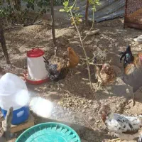 مرغ وجوجه محلی