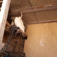 پرستویی سرخ نر