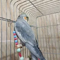 پرنده|پرنده|مریوان, |دیوار