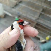 سهره تک وتعداد|پرنده|پاکدشت, پاکدشت (مامازند)|دیوار