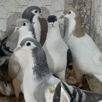 ۳۰تا ساده پرشی|پرنده|مشهد, امام رضا (ع)|دیوار