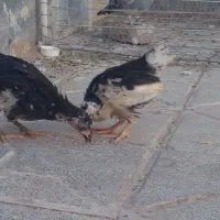 فنچ وخروس و جوجه و قفس|پرنده|بیرجند, |دیوار