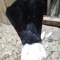 جفت دم سیاه گوگ|پرنده|بم, |دیوار