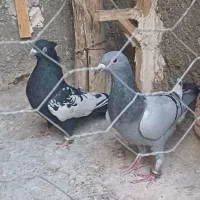 کفتر|پرنده|لنجان, |دیوار