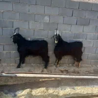 دوراس کهره بذری