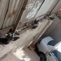 کفتر|پرنده|مشهد, شهرک شهید باهنر|دیوار