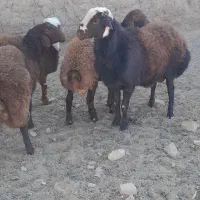 بره قوچ هترو|حیوانات مزرعه|تربت‌حیدریه, کلاته توکلی|دیوار