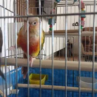 گرینچیک و عروس وایت فیس