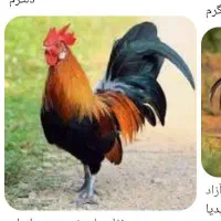 خ.ر.و.س محلی جوان و بزرگ و مرغگیر