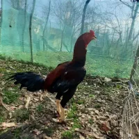 خروس لاری|حیوانات مزرعه|رشت, دروازه لاکان|دیوار