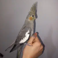 جوجه سینامون