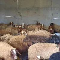 میش درجه یک