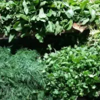 سبزی خورشتی وآشی