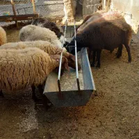 میش آبستن بره ماده|حیوانات مزرعه|مشهد, كنويست|دیوار