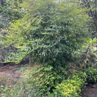 گل ناندینا(بامبو مقدس یا بامبو بهشتی)