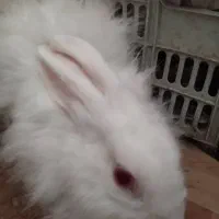 خرگوش لوپی|موش و خرگوش|ایرانشهر, |دیوار