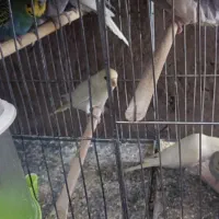 ۸ عدد مرغ عشق