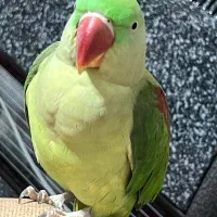 طوطی گمشده|پرنده|شیراز, جانبازان|دیوار