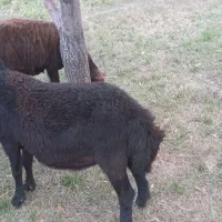 بره نر قره قزل افشار اصل برای نسل کشی|حیوانات مزرعه|زنجانرود, |دیوار