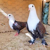 کبوتر.کله سفید جفتی|پرنده|مه ولات, |دیوار