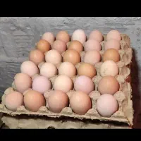 تخم مرغ محلی موجود است