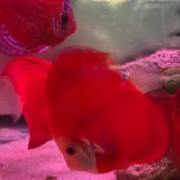 دیسکس گرید بالا