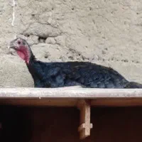 بوقلمون کرچ