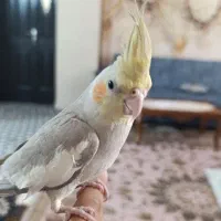 عروس هلندی آهویی