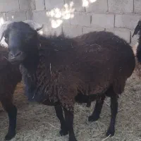 قوچ چاق برا کشتار
